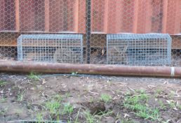 cage trapping a fenced off storage container