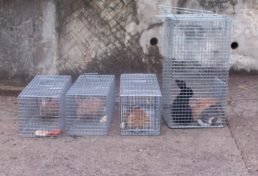 captured rabbits