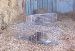 captured rabbits in cage traps