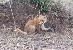 fox_15