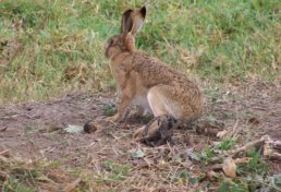 hare captured by use of foothold trap
